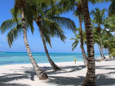 palm trees on a sandy beach